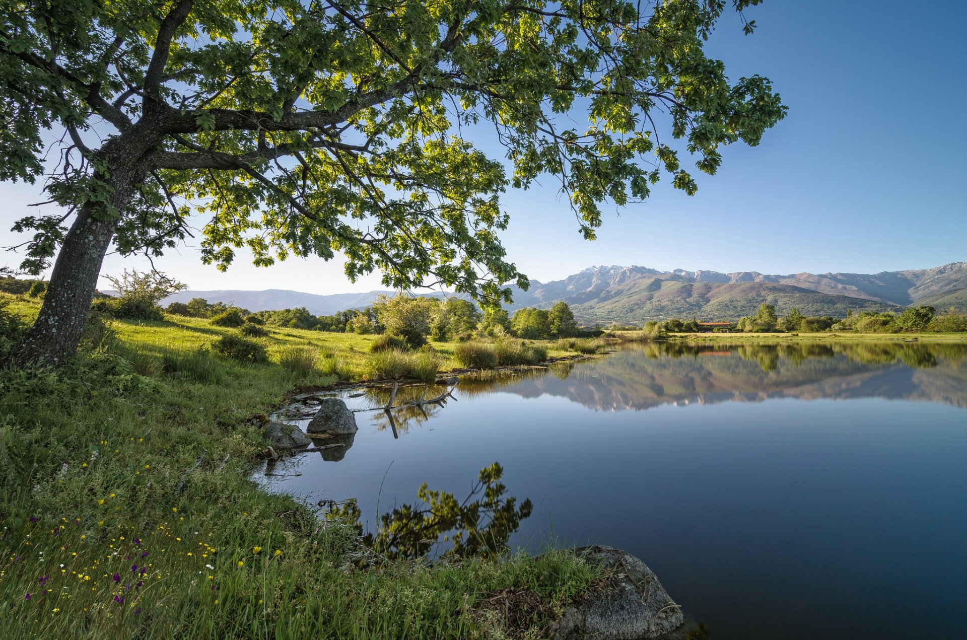 Serene Lake Reflection: Stunning HD Landscape with Tree and Nature ...