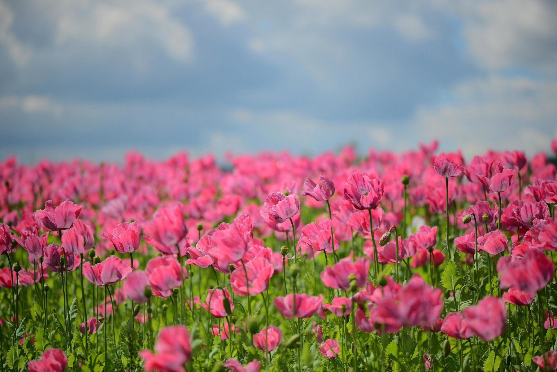 Download Pink Flower Flower Nature Field Tulip HD Wallpaper | 2048x1367 ...