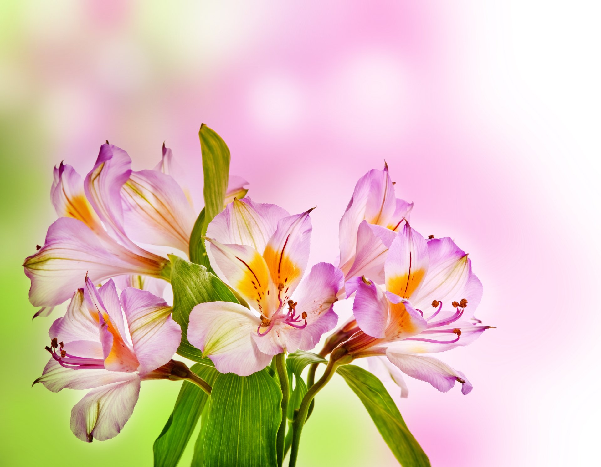 Download Purple Flower Leaf Nature Flower 4k Ultra HD Wallpaper by ...