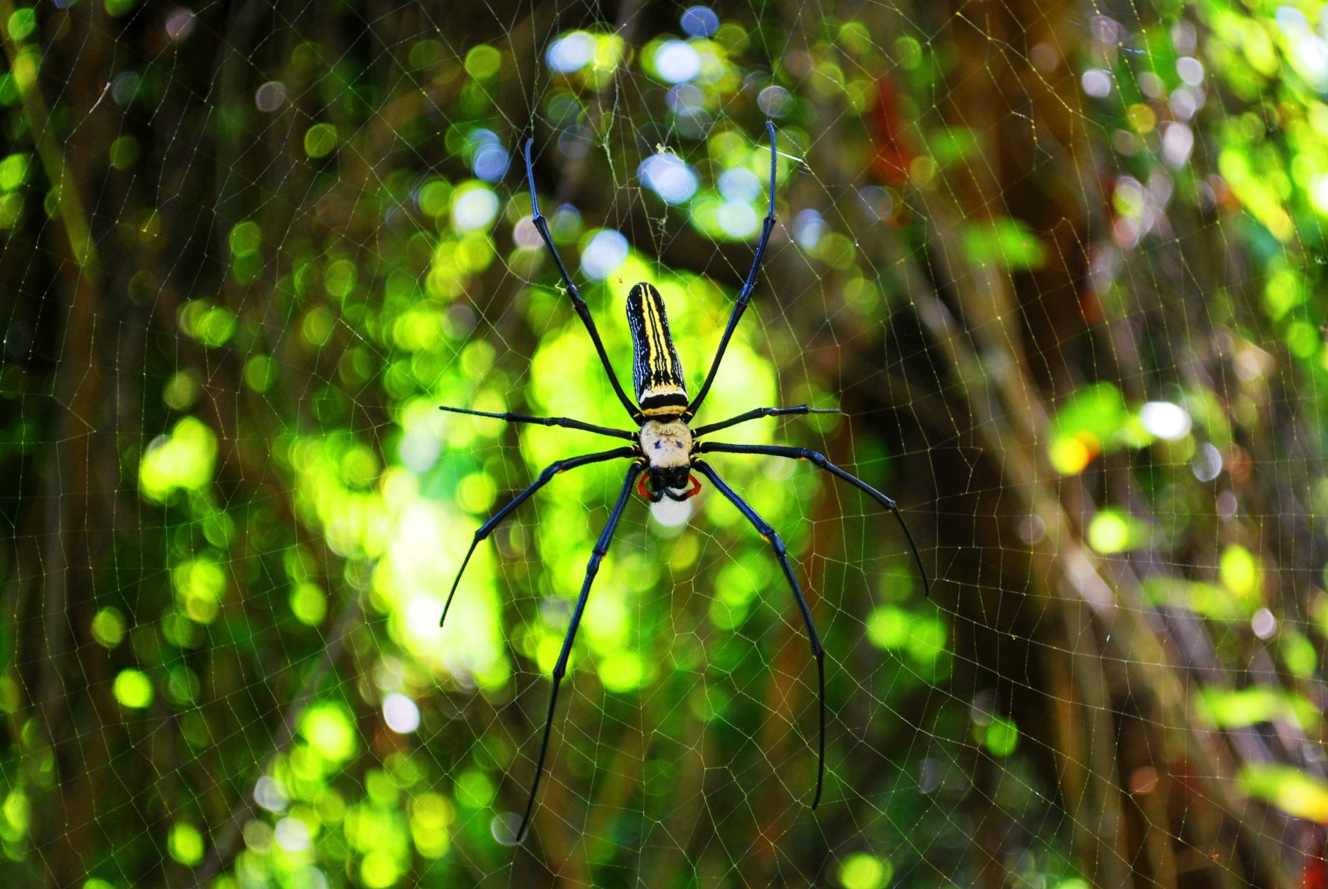 Download Bokeh Spider Web Spider Animal Golden Silk Orb-weaver Spider 4k Ultra HD Wallpaper
