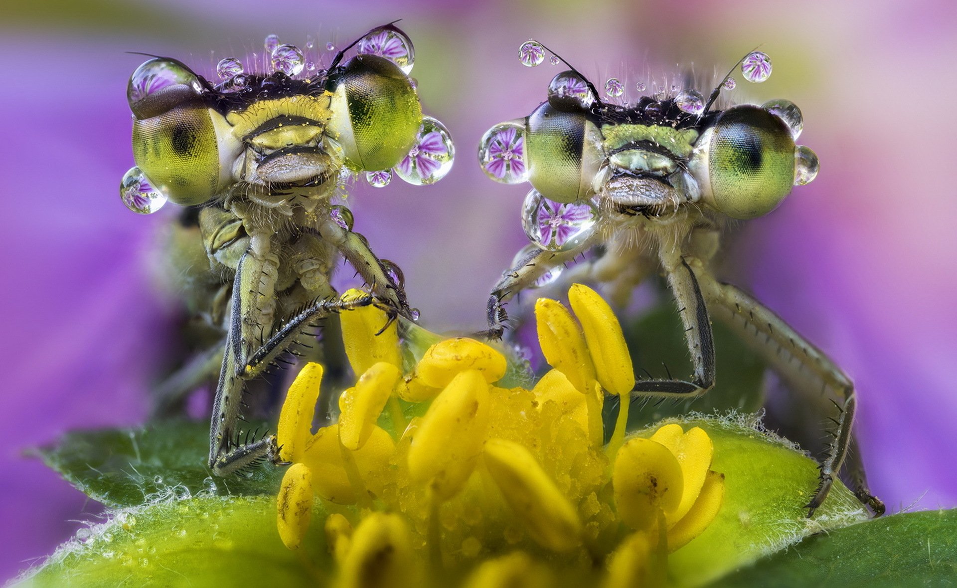 Close-up macro of two damselflies with water drops on their heads, perched on a vibrant yellow flower, captured in stunning HD detail for a PC desktop wallpaper.