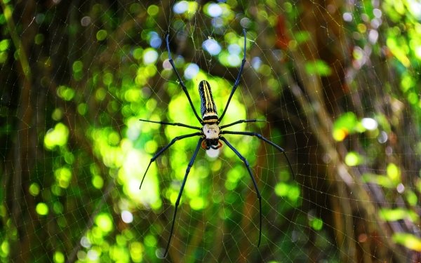 Animal Golden Silk Orb-Weaver Spider Spiders Spider Spider Web Bokeh HD Wallpaper | Background Image