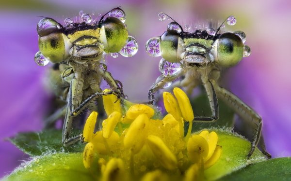 Animal Insect Macro Water Drop Damselfly HD Wallpaper | Background Image