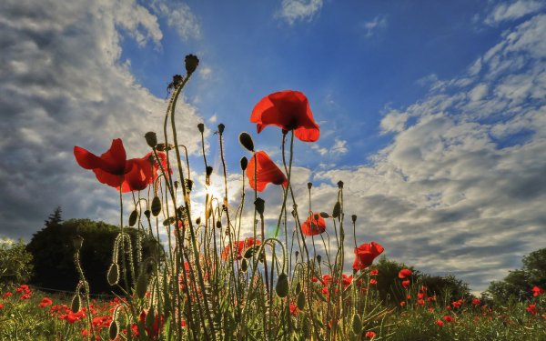 Nature Poppy Flowers Flower Red Flower Summer Sky HD Wallpaper | Background Image