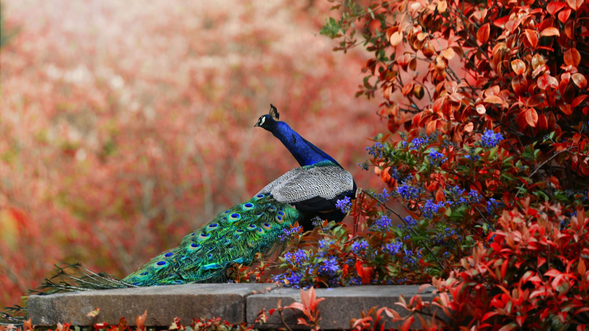 Download Flower Bird Animal Peacock HD Wallpaper