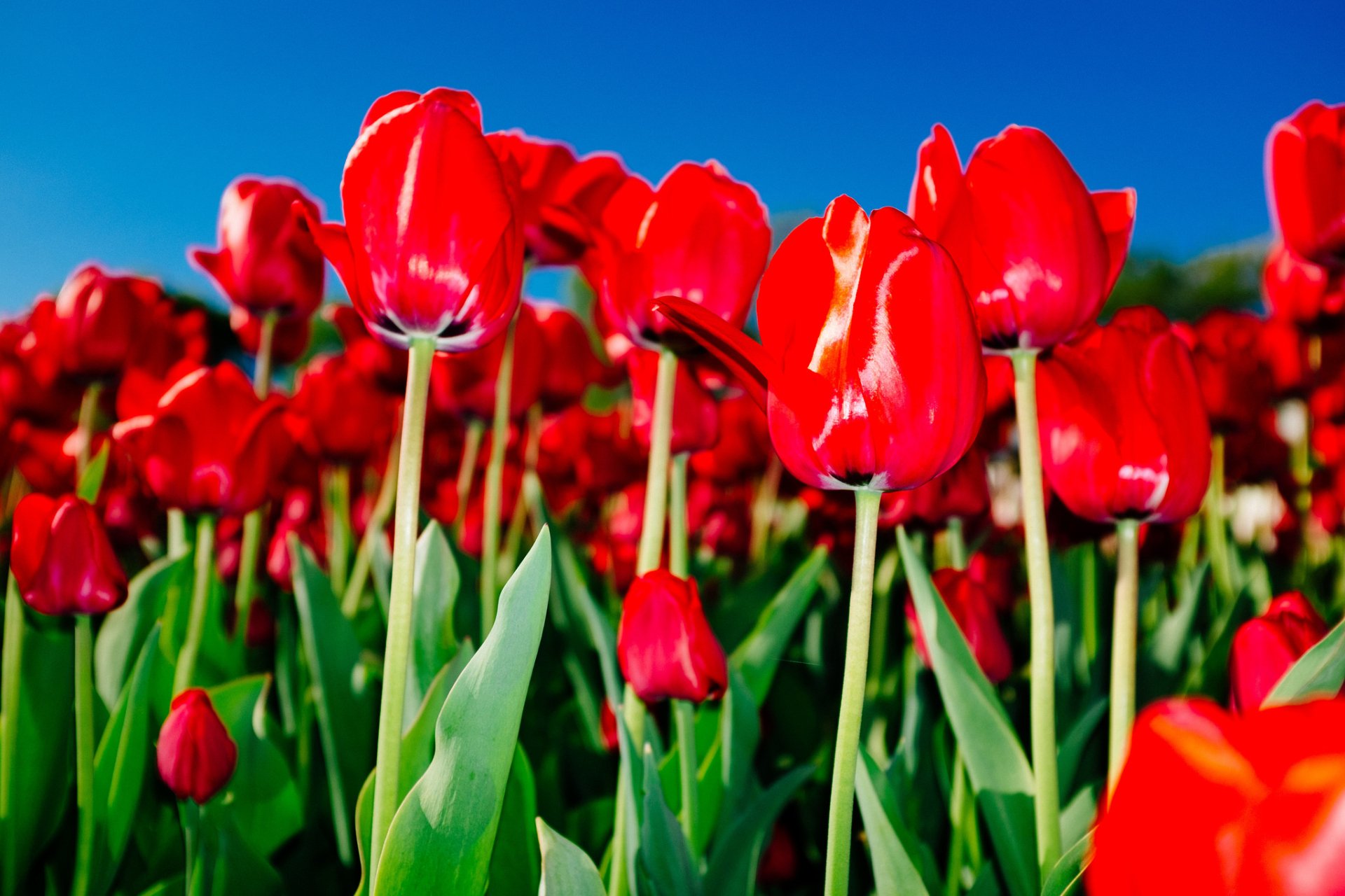 Download Red Flower Nature Flower Tulip HD Wallpaper