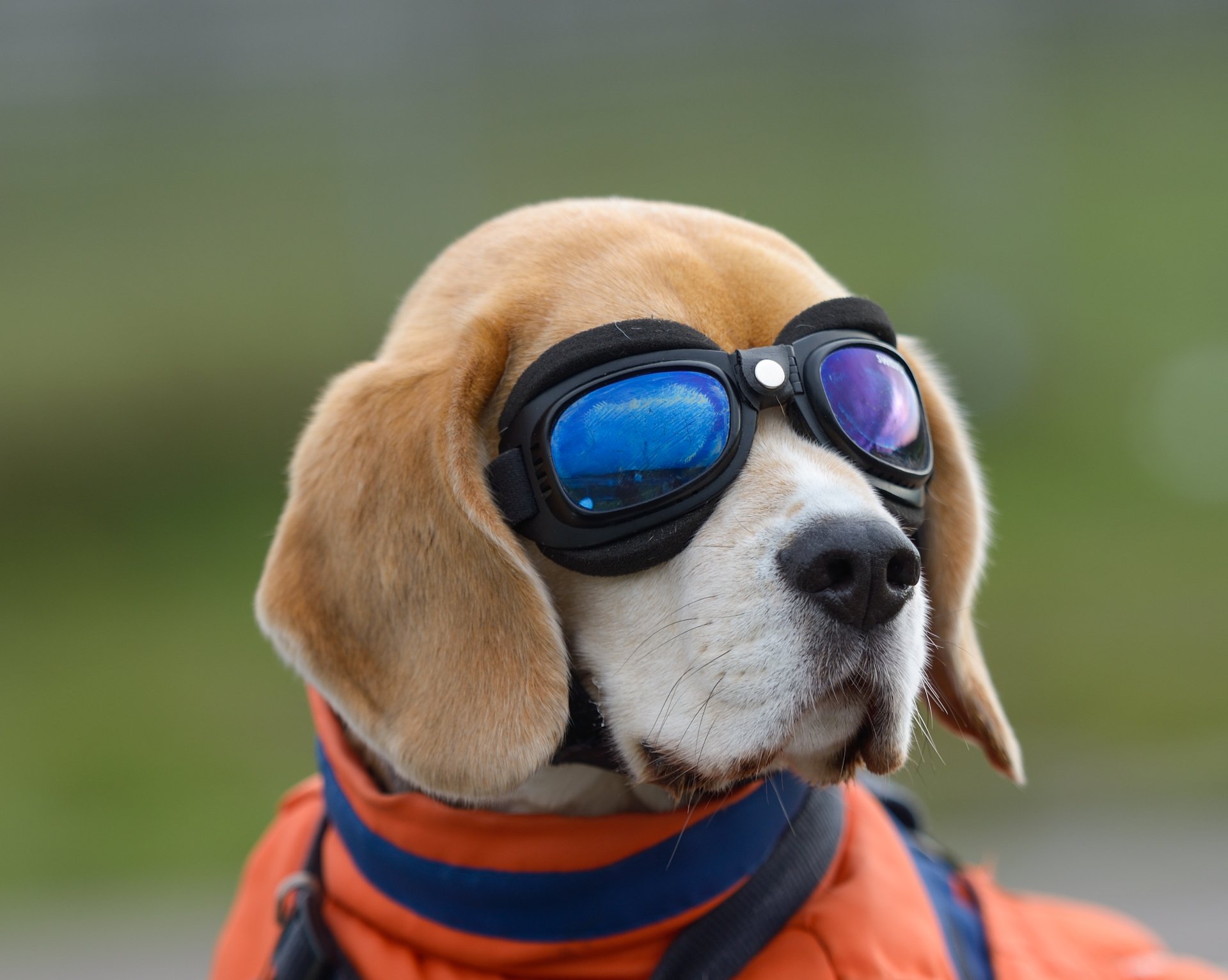 A beagle wearing reflective blue goggles and an orange jacket, set against a blurred green background, captured in HD quality as a PC desktop wallpaper.