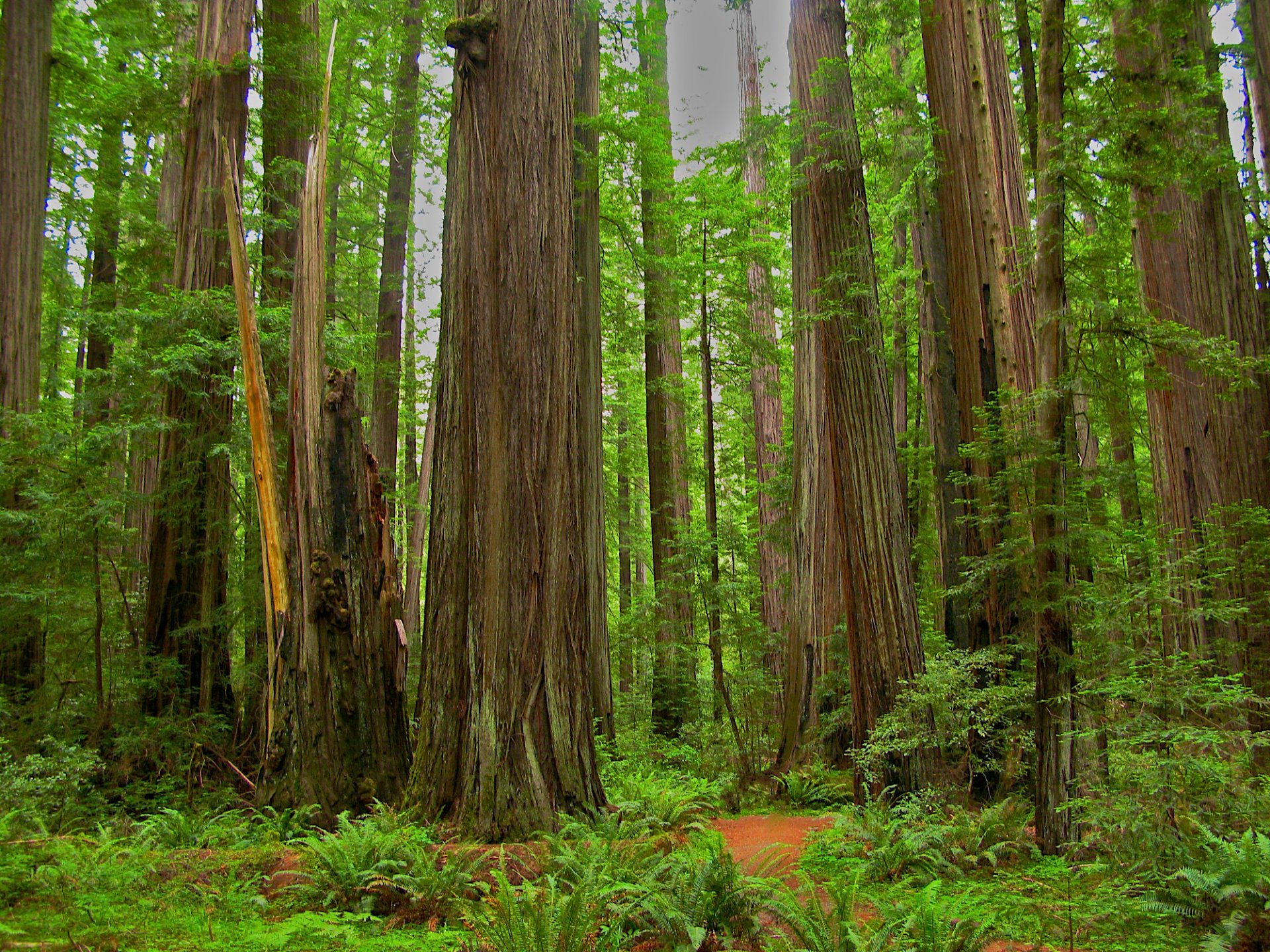 Wallpaper ID 227424  forest tree and redwood hd 4k wallpaper free download