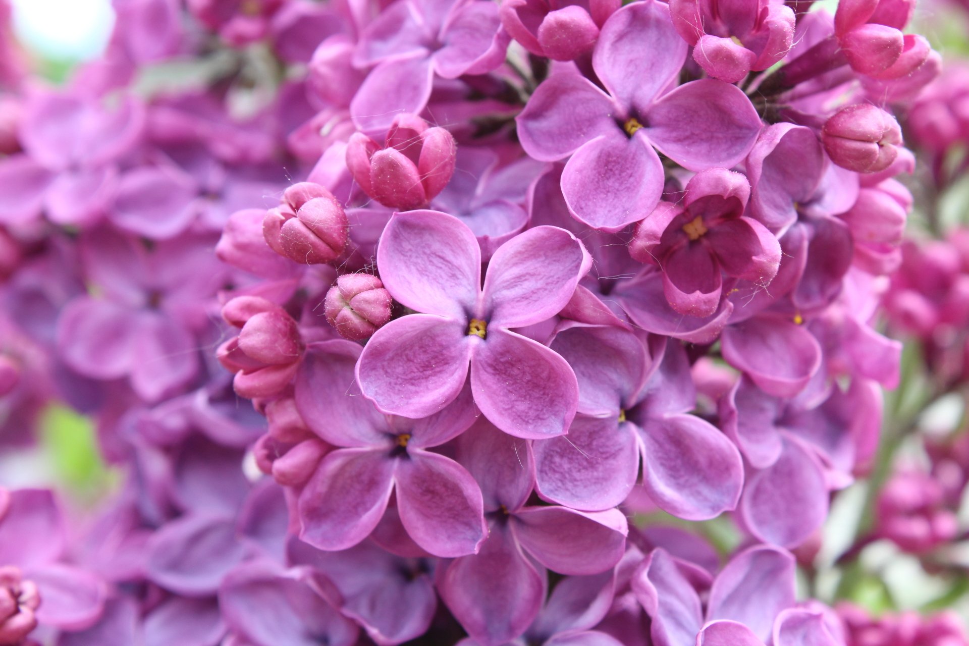 Download Purple Flower Flower Nature Close Up Lilac K Ultra Hd Wallpaper