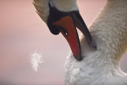 Close-up of a mute swan (bird, animal) preening its feathers, a single feather drifting against a soft pink bokeh — 4K Ultra HD PC desktop wallpaper and background.