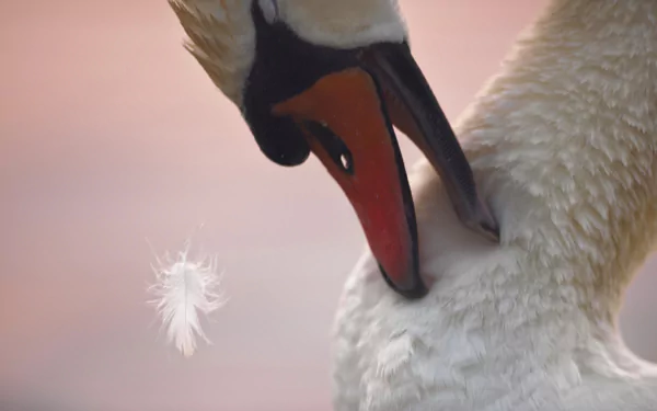 Close-up of a mute swan (bird, animal) preening its feathers, a single feather drifting against a soft pink bokeh — 4K Ultra HD PC desktop wallpaper and background.