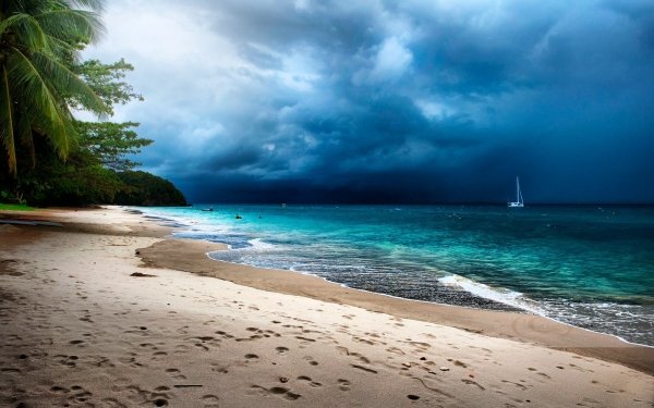 Nature Beach Tropical Palm Tree Ocean Sea Sky Cloud Blue HD Wallpaper | Background Image