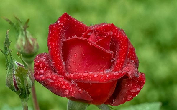 Earth Rose Flowers Flower Red Flower Close-Up Nature Water Drop Bud HD Wallpaper | Background Image