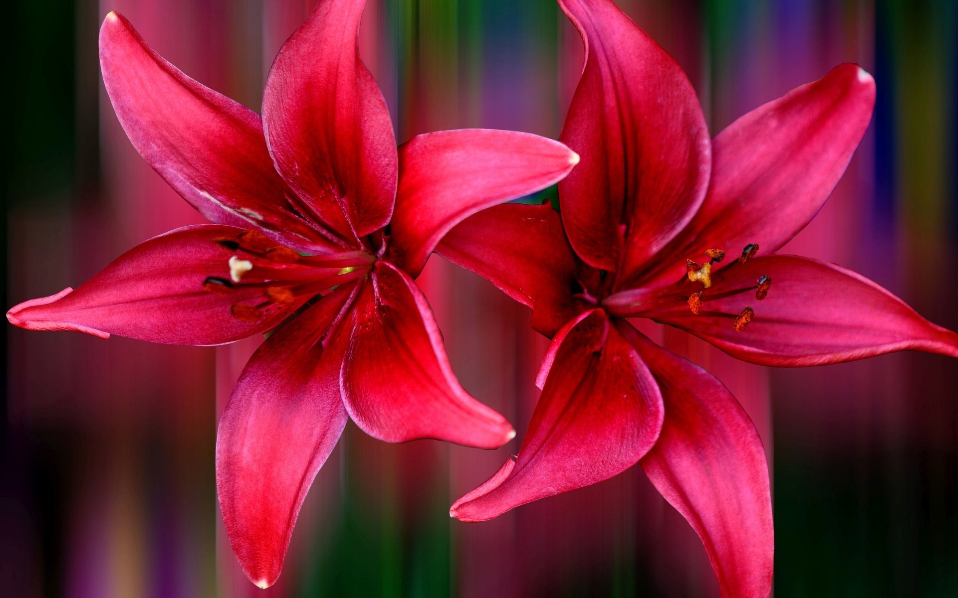 Download Pink Flower Colors Stripes Flower Nature Lily HD Wallpaper