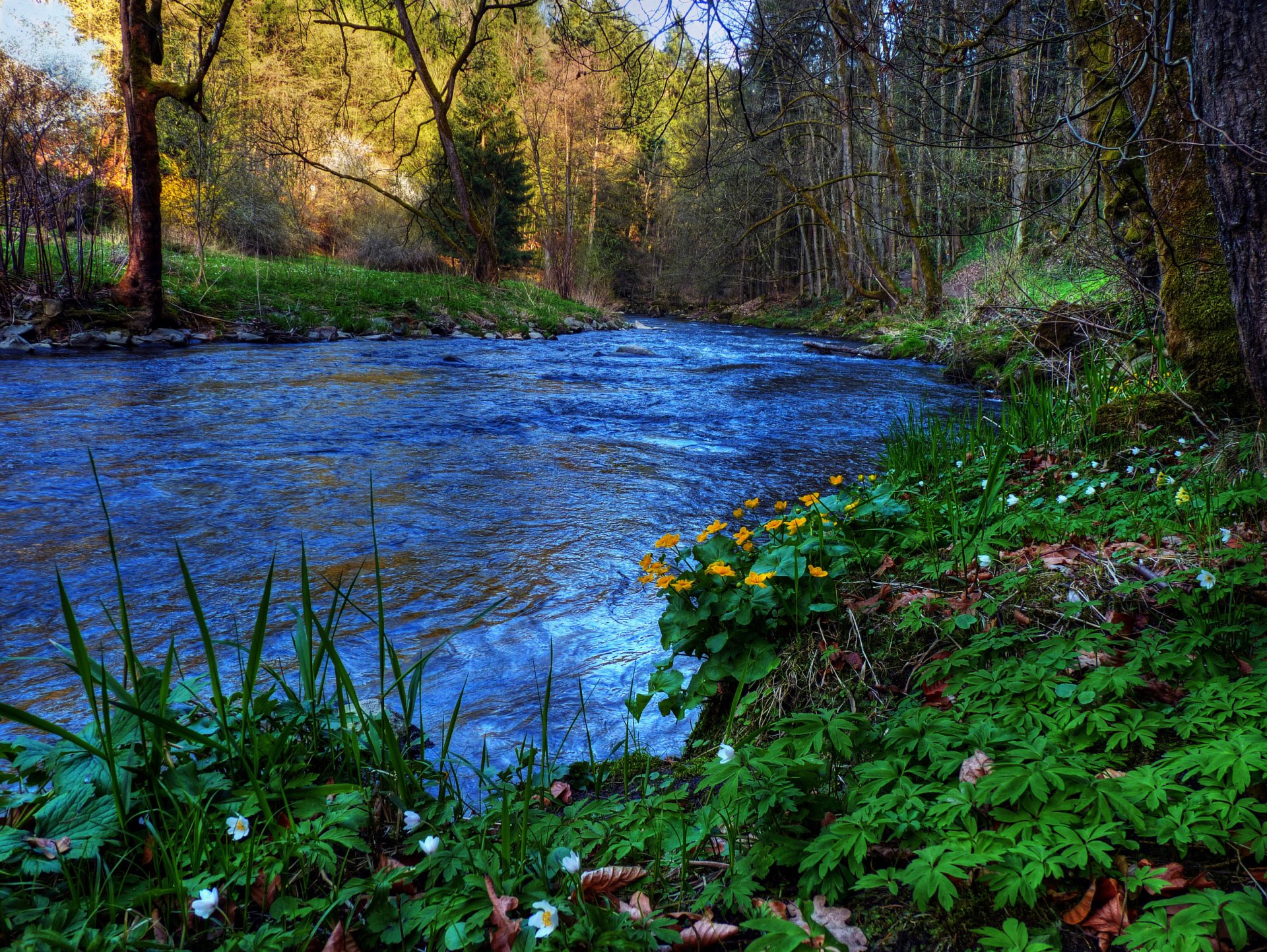 River In Spring Forest