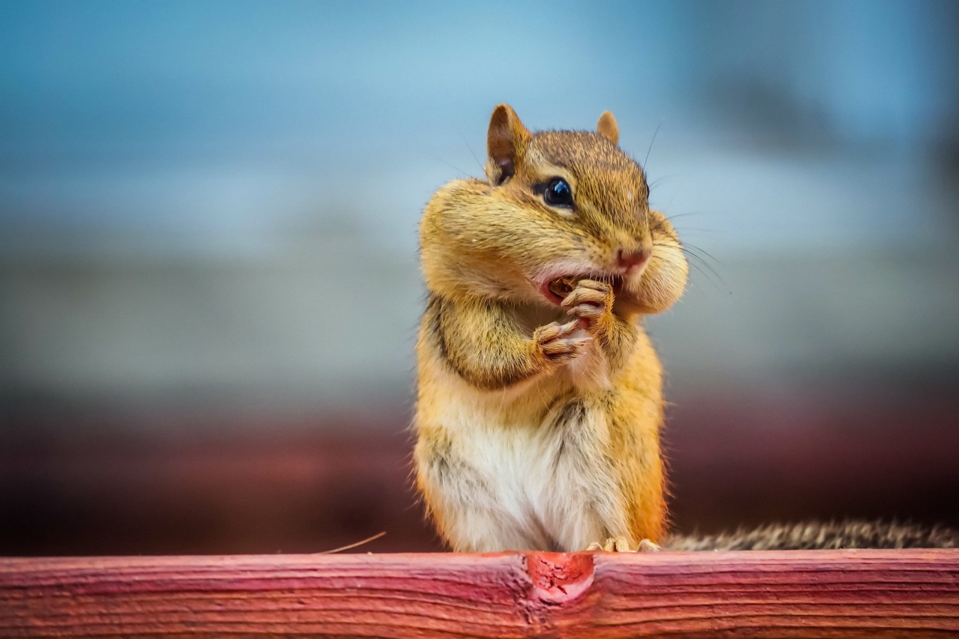 Chipmunk HD Wallpaper