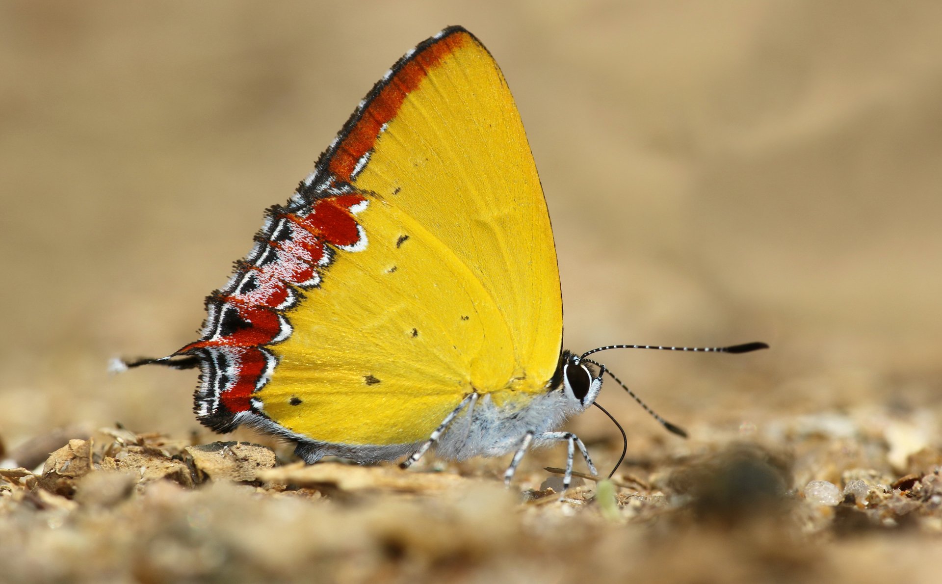 Download Macro Insect Animal Butterfly HD Wallpaper