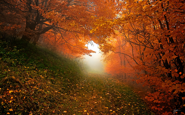 Earth Path Forest Fall Foliage Tree HD Wallpaper | Background Image