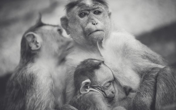 Animal Monkey Monkeys Black & White Baby Animal HD Wallpaper | Background Image