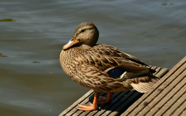  A female Mallard duck warming up in the sun by congerdesign