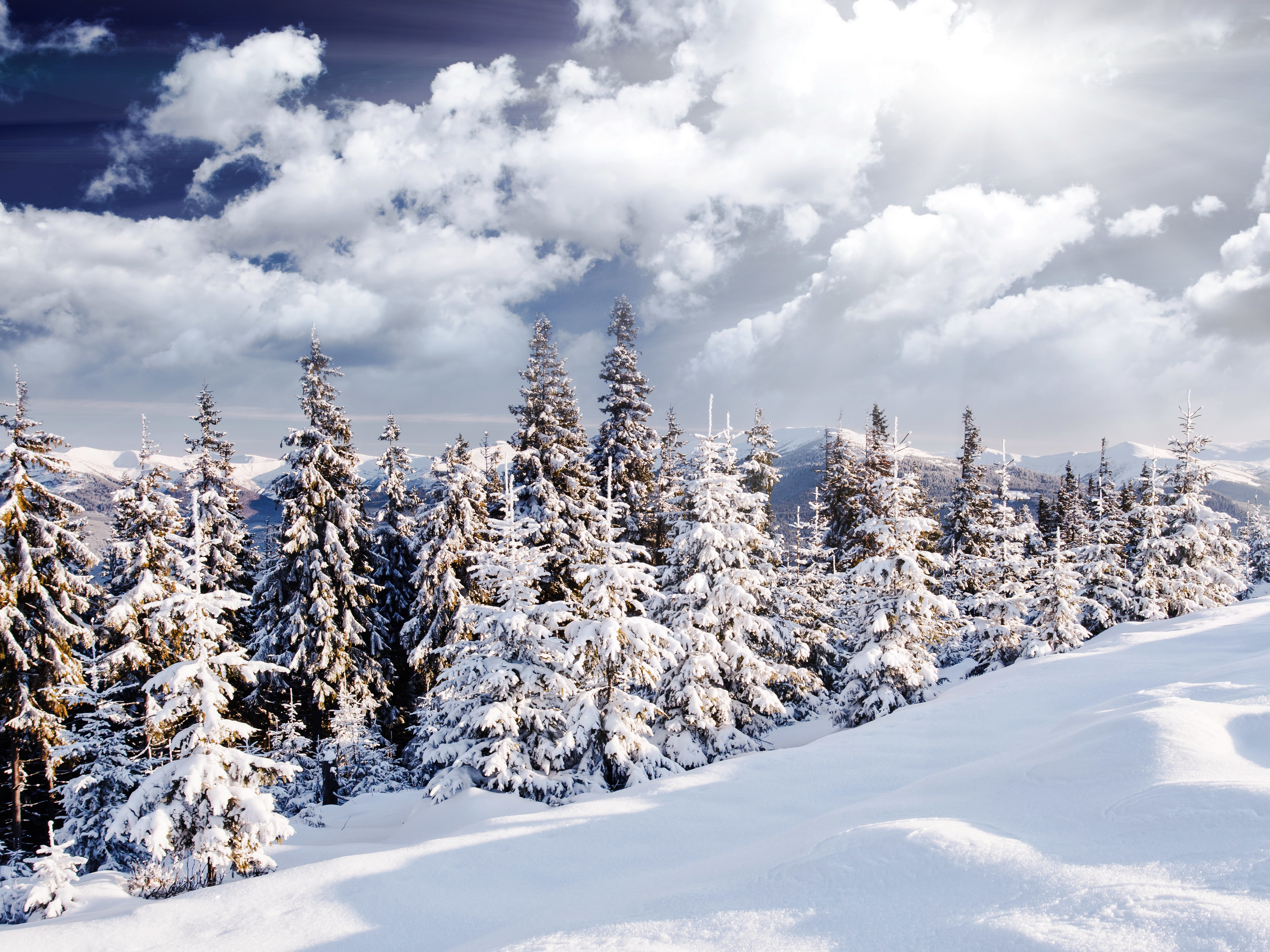 Красота ели. Лес в снегу. Зимний пейзаж. Снежный лес. Панорама зимнего леса.