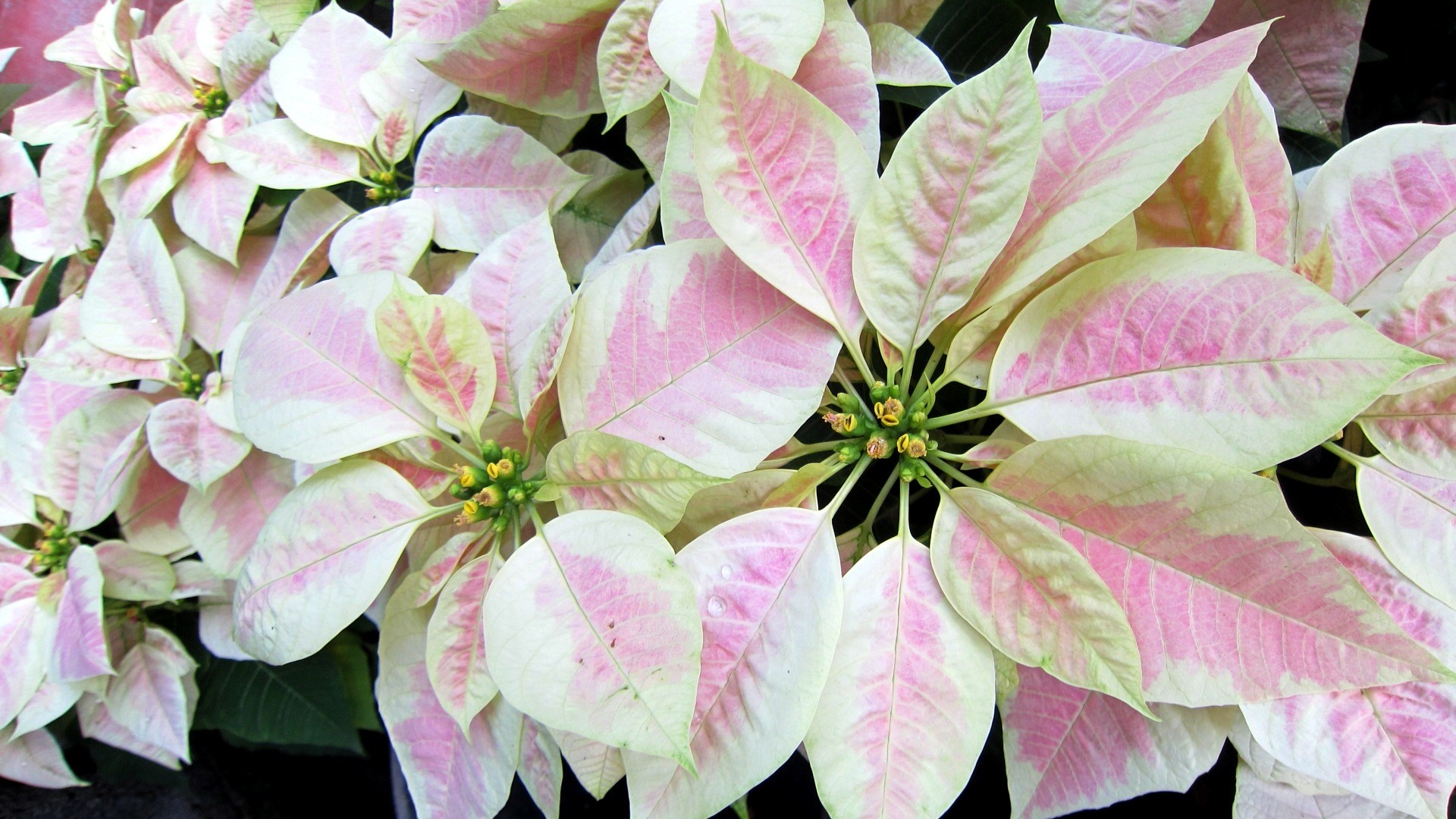 Nature Poinsettia HD Wallpaper | Background Image