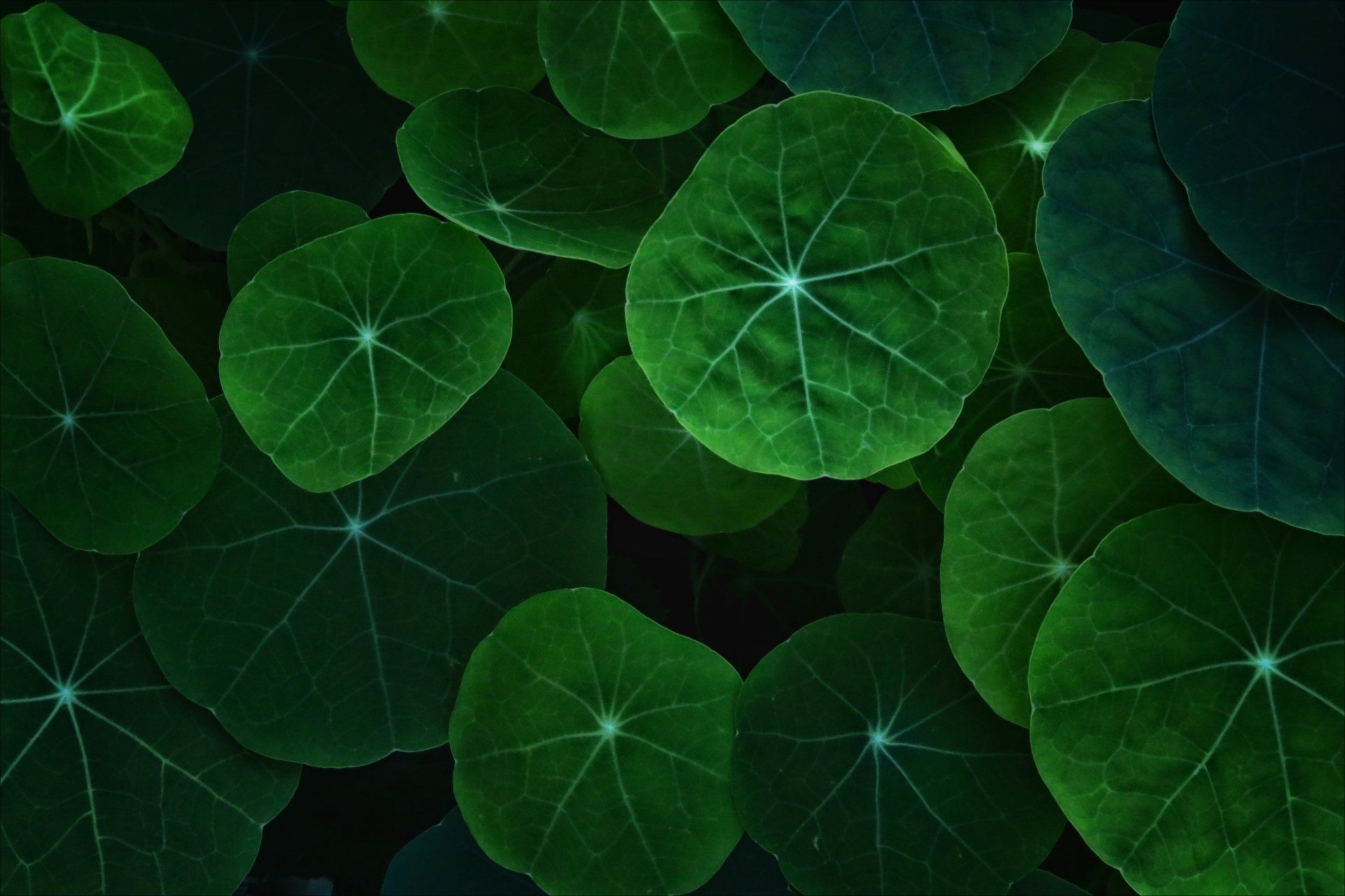 Nature Leaf 4k Ultra HD Wallpaper by Kathy Macpherson Baca