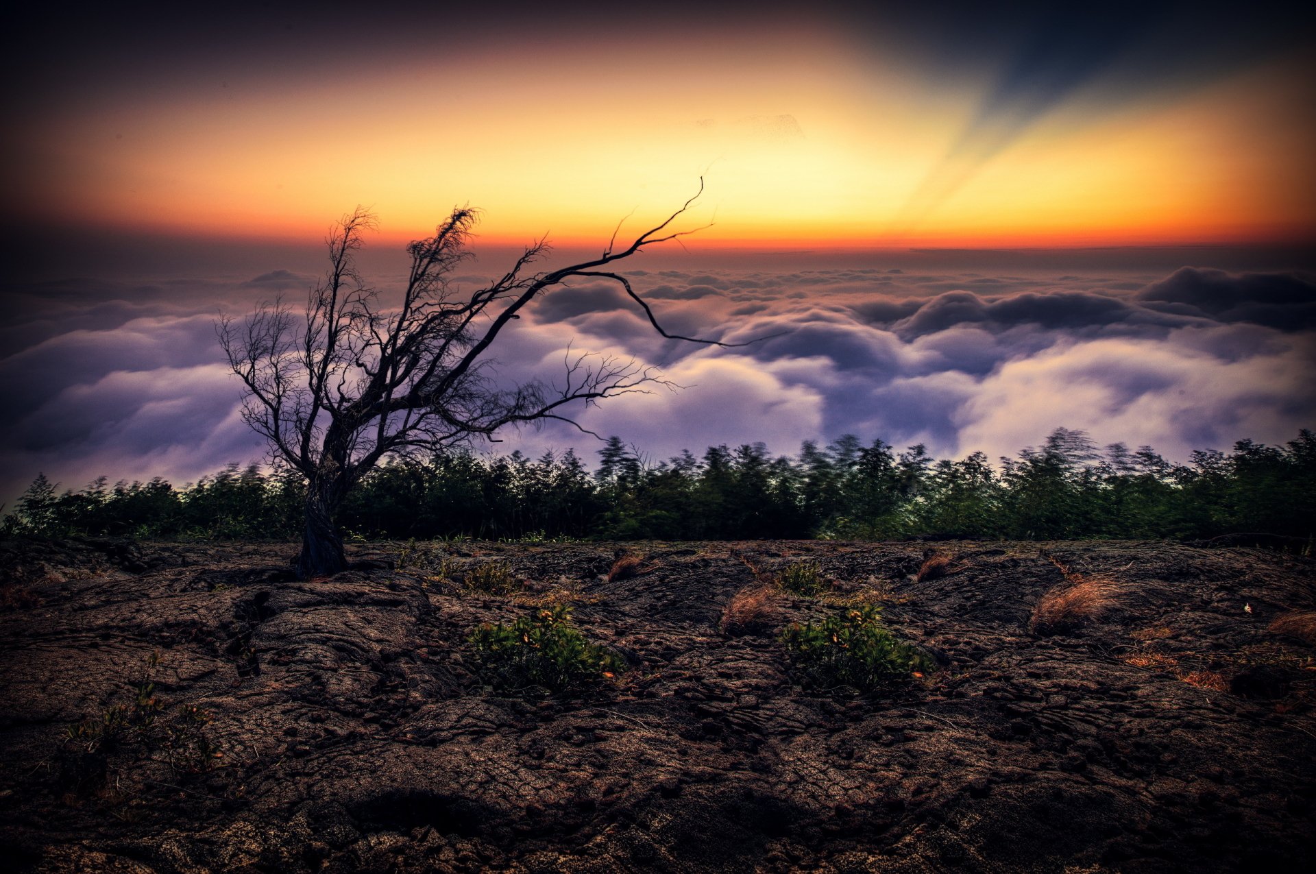 Download Sky Horizon Cloud Lonesome Dove Nature Tree HD Wallpaper