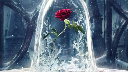HD desktop wallpaper featuring a red rose enclosed in a glass case, inspired by the movie Beauty and the Beast (2017). The background displays an enchanting, frosty atmosphere.