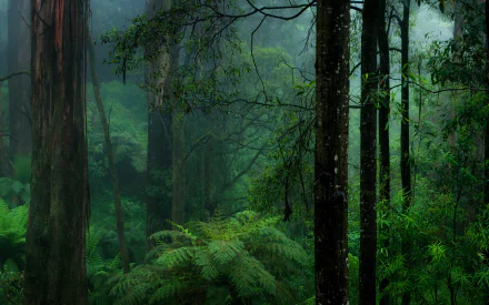 Lush green forest shrouded in fog with vibrant ferns, captured in HD for a serene PC desktop wallpaper background.