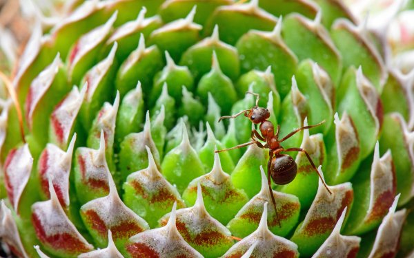 Animal Ant Macro Plant HD Wallpaper | Background Image