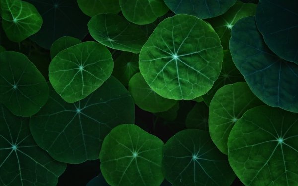 Earth Leaf Nature Tropaeolum Greenery HD Wallpaper | Background Image
