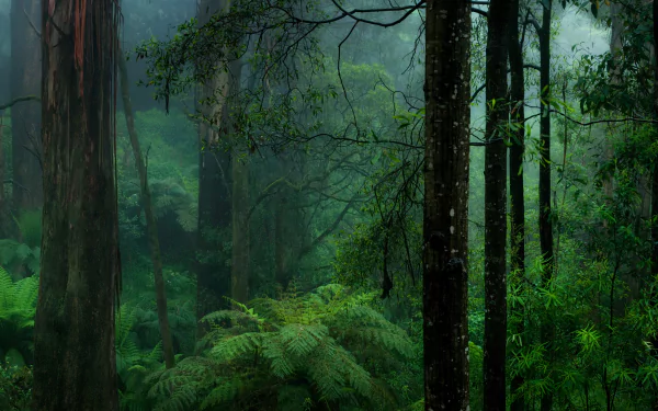 Lush green forest shrouded in fog with vibrant ferns, captured in HD for a serene PC desktop wallpaper background.