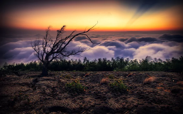 sky horizon cloud lonesome dove nature tree HD Desktop Wallpaper | Background Image