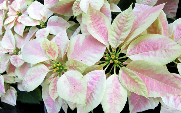  Pink Poinsettias