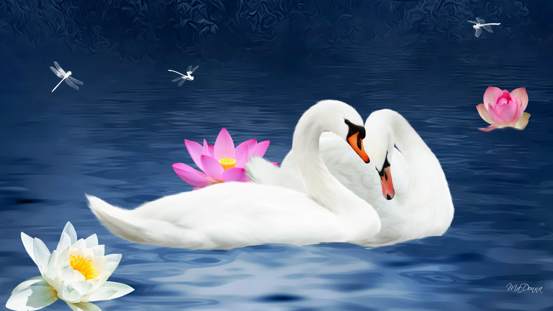 Serenade in the Pond A Romantic Swan HD Wallpaper by MaDonna