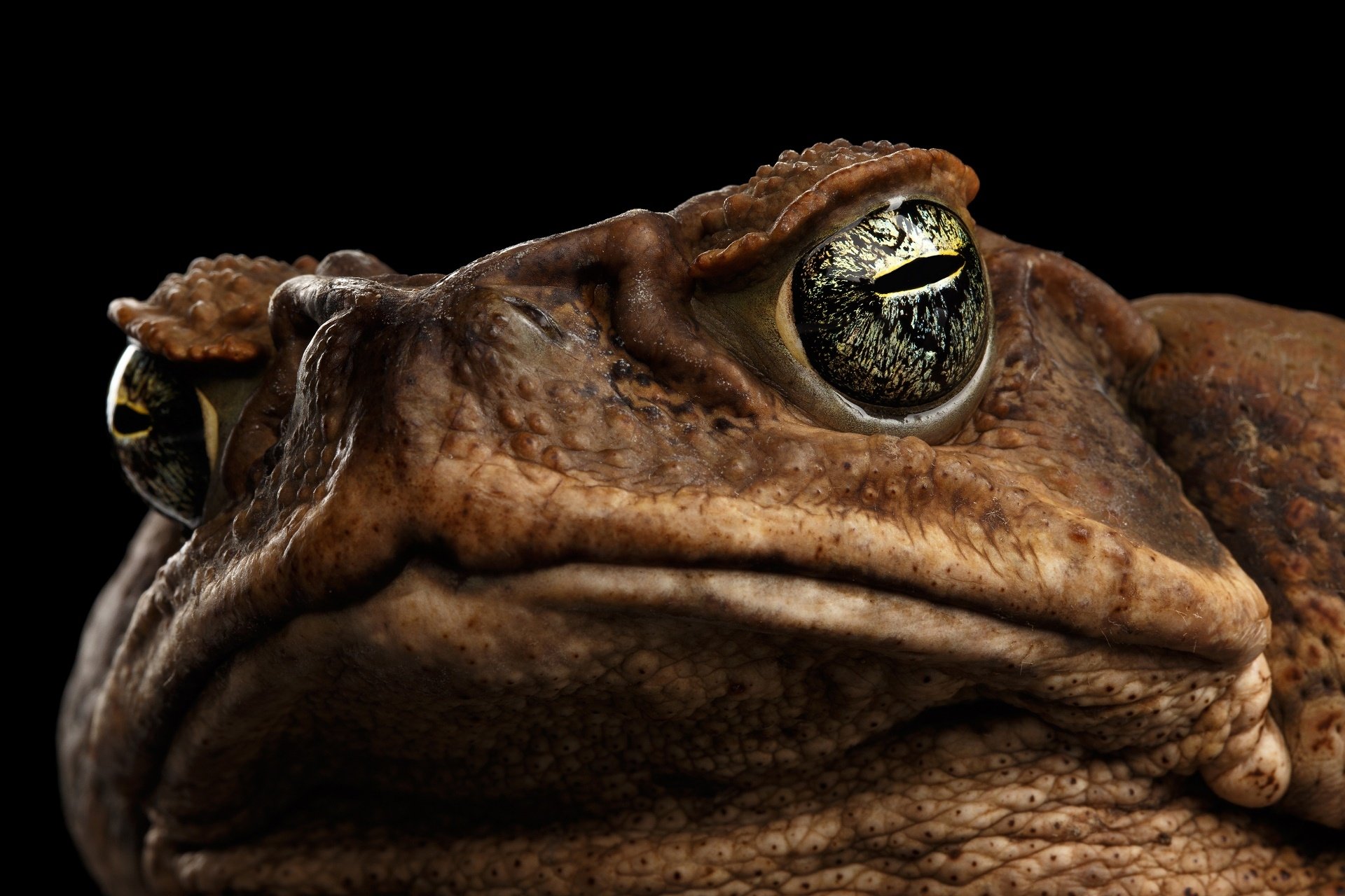 Download Animal Cane Toad HD Wallpaper