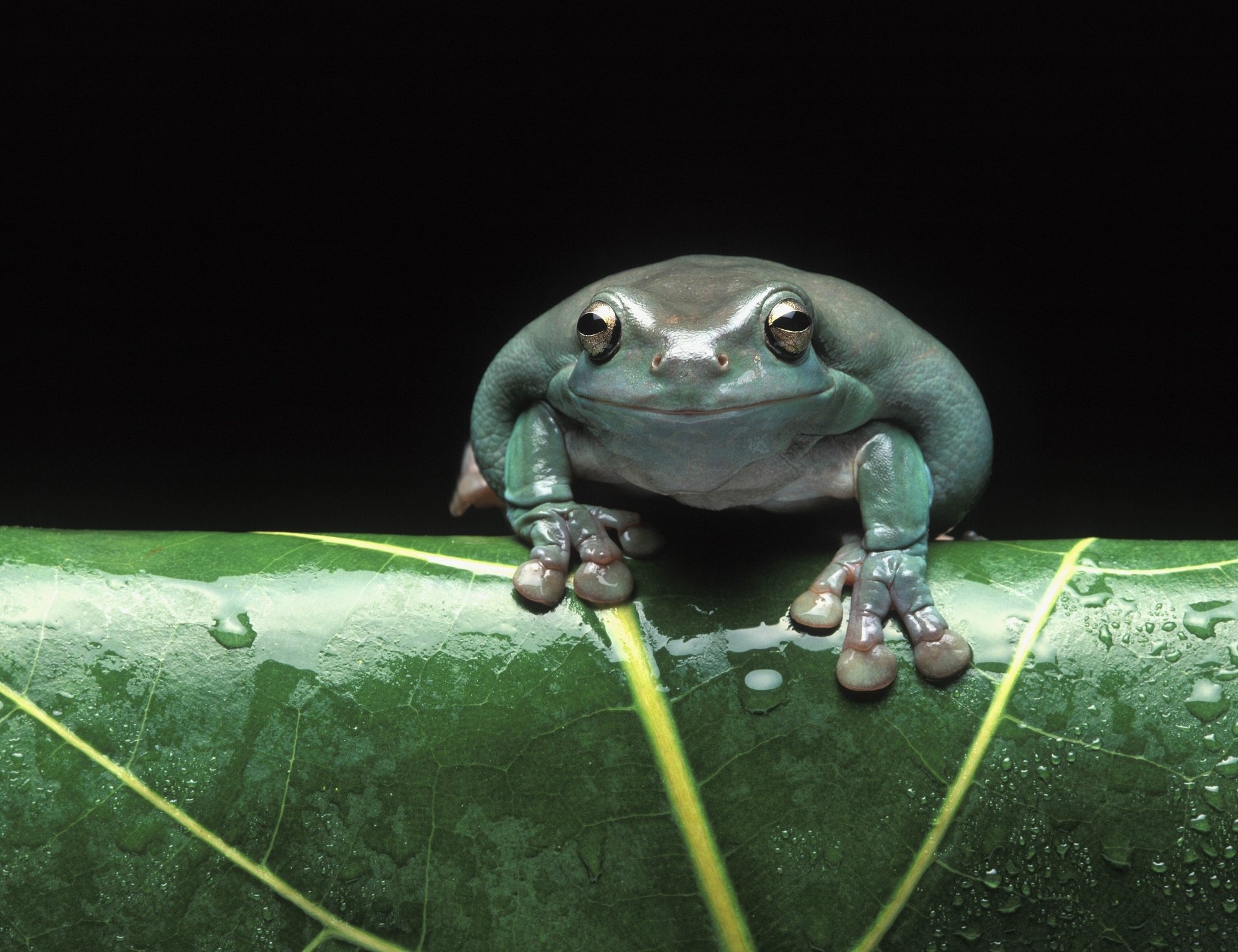 Download Animal Tree Frog HD Wallpaper | 1920x1478 | Wallpaper Abyss
