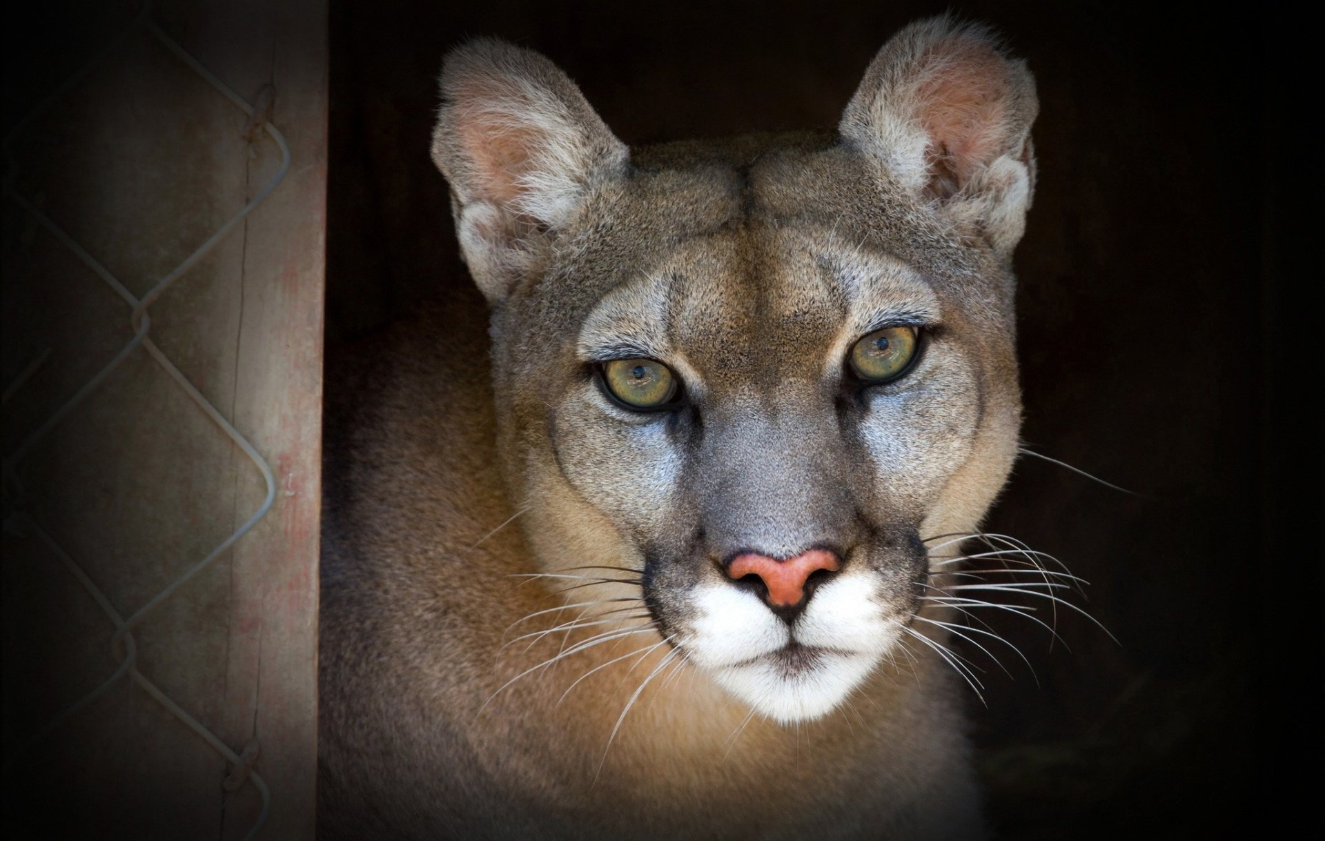 Cougar face (animal) with intense yellow eyes and dramatic lighting — HD PC desktop wallpaper/background