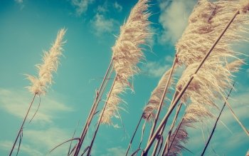 4 Pampas Grass Hd Wallpapers Hintergrunde Wallpaper Abyss