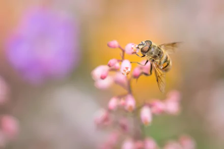 flower blur insect bee Animal hoverfly HD Desktop Wallpaper | Background Image