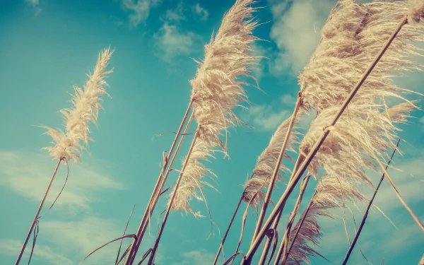 Close-up of pampas grass swaying against a blue sky, capturing the delicate texture and natural beauty of grass in this HD PC desktop wallpaper background.