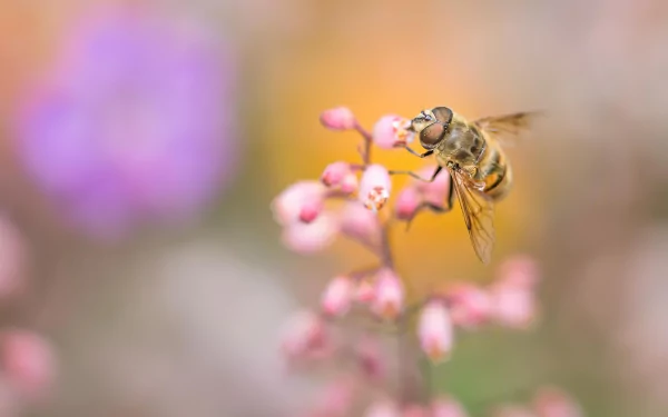 flower blur insect bee Animal hoverfly HD Desktop Wallpaper | Background Image