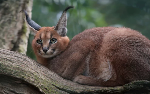  Caracal in Tree