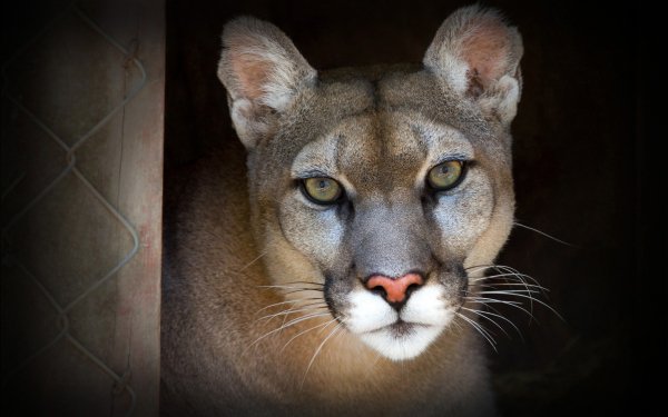 Animal Cougar Cats Face HD Wallpaper | Background Image