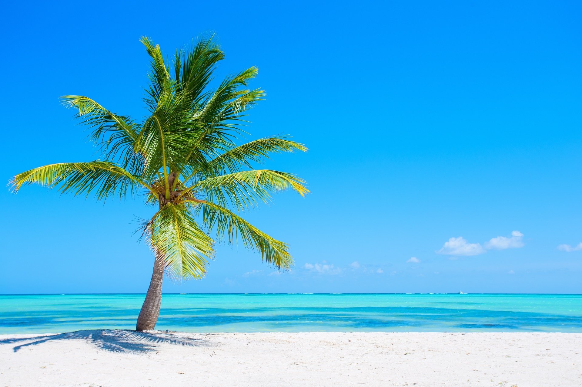 HD PC desktop wallpaper showing a solitary palm tree on a white sandy beach with clear turquoise waters and a bright blue sky.