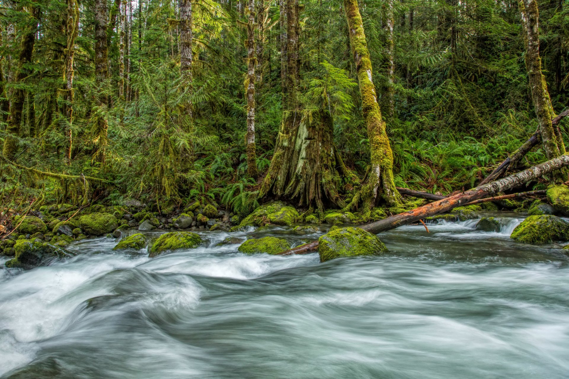 4K Ultra HD desktop wallpaper of a flowing river surrounded by moss-covered trees and dense forest greenery.