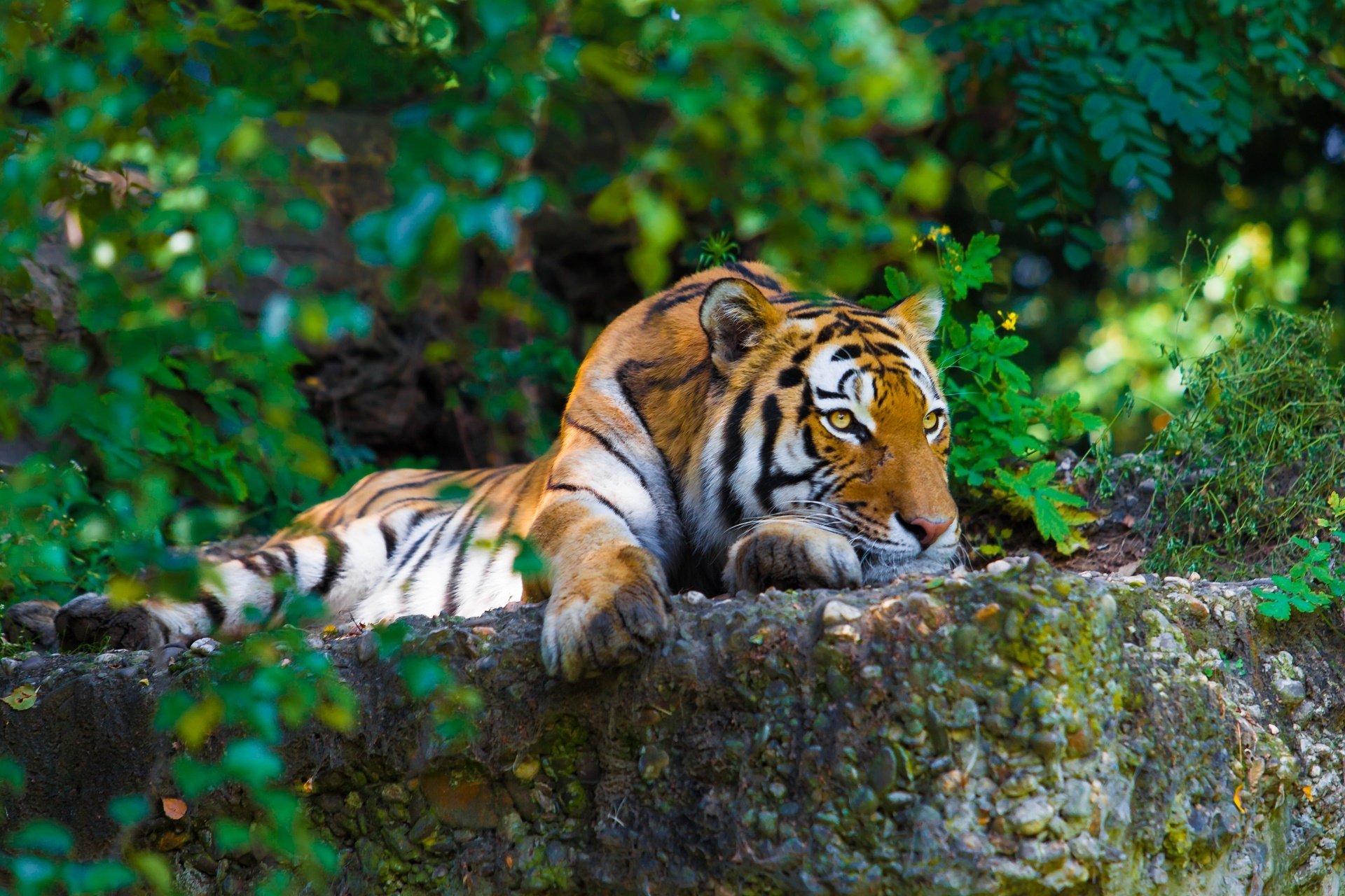 HD PC desktop wallpaper of an animal, a tiger lounging on a mossy rock surrounded by lush green foliage