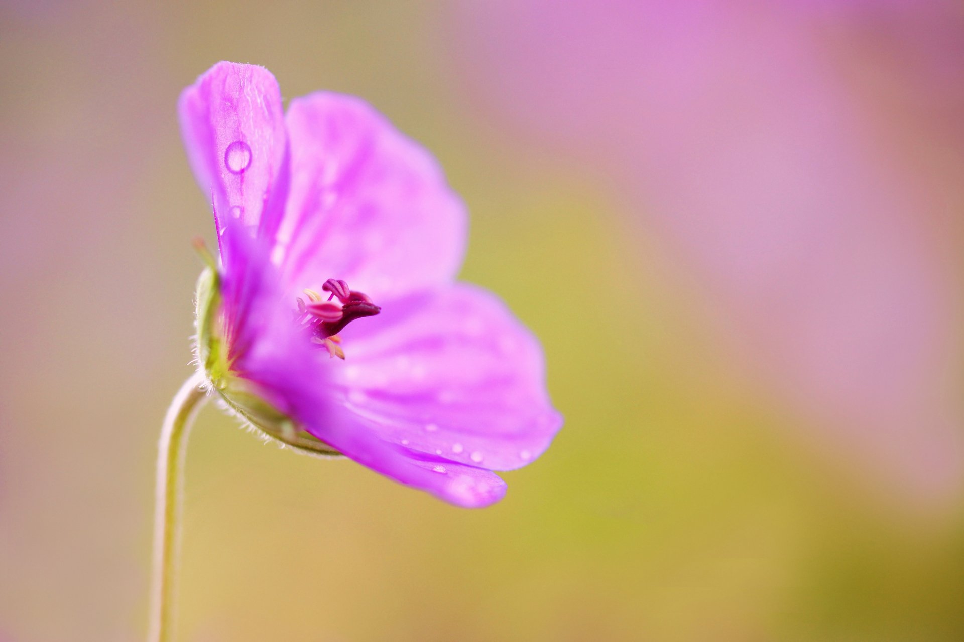Download Close-up Nature Pink Flower Flower Geranium HD Wallpaper by Jacob Edmiston