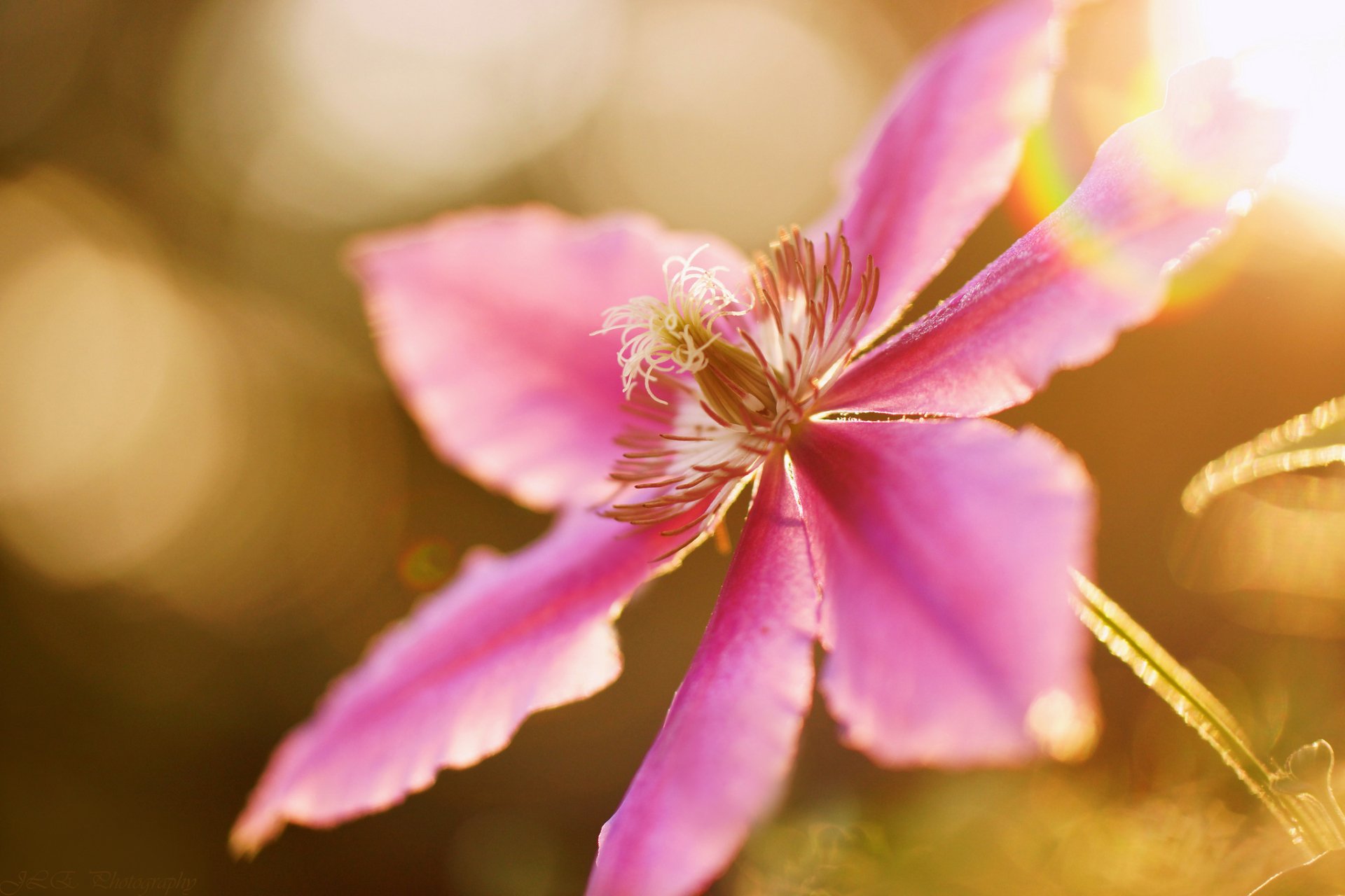 Download Macro Nature Bokeh Flower Pink Flower Clematis HD Wallpaper by Jacob Edmiston